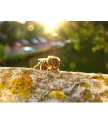 Postkarte Honigbiene auf Baumstamm