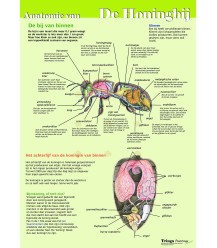 Anatomie der Honigbiene innen, Poster
