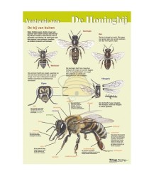 Äußere Anatomie der Honigbiene, A4-Karte