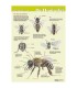 Anatomie der Honigbiene von außen Poster