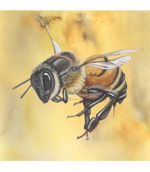 Postkarte große Honigbiene gelb
