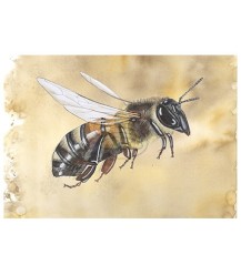 Postkarte Seitenansicht Honigbiene braun