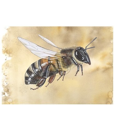 Postkarte Seitenansicht Honigbiene braun