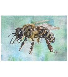 Postkarte Seitenansicht Honigbiene blau