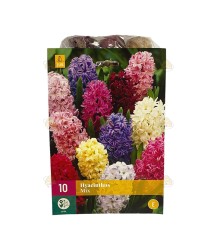 Hyacinten bloembollen mix 10 stuks