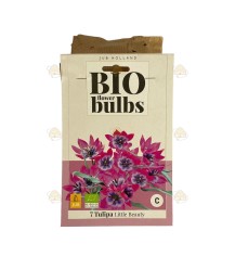 Tulpe kleine Schönheit 7 Stück (Bio Blumenzwiebeln)