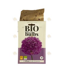 Allium purple sensation 5 Stück (Blumenzwiebeln, Bio)
