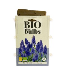 Blaue Traubenhyazinthe 10 Stück - Bio Blumenzwiebeln