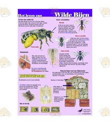 Das Leben der Wildbiene A1 Poster