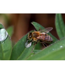 Postkarte Biene holt Wasser