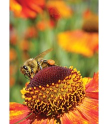 Postkarte von Honigbiene auf Sonnenblume