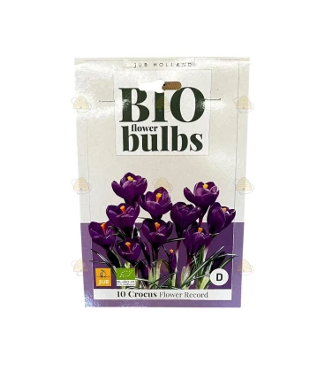 Crocus Flower Record, 10 stuks (bloembollen, bio)