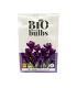 Crocus Flower Record, 10 stuks (bloembollen, bio)