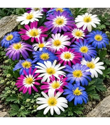 Orientalische Anemonen-Mischung – 50 Blumenzwiebeln