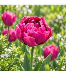 BIO tulp 'Alison Bradley' - 7 bloembollen