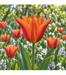 BIO Lilienblütige Tulpe ‘Ballerina’ – 7 Blumenzwiebeln