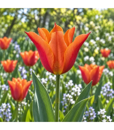 BIO Lilienblütige Tulpe ‘Ballerina’ – 7 Blumenzwiebeln