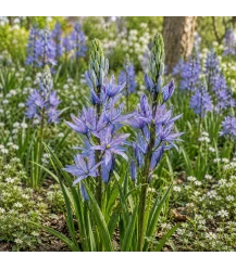 BIO Prärielilie ‘Caerulea’ – 2 Blumenzwiebeln