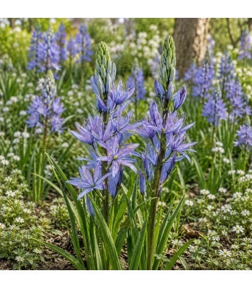 BIO Prärielilie ‘Caerulea’ – 2 Blumenzwiebeln