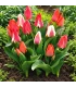 Greigii-Tulpenmischung – 15 Blumenzwiebeln