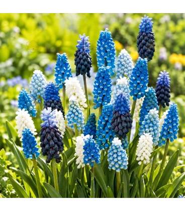 Blaue Traubenhyazinthen ‘Magic Mix’ – 50 Blumenzwiebeln