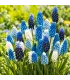 Blaue Traubenhyazinthen ‘Magic Mix’ – 50 Blumenzwiebeln