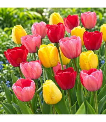 Darwin-Hybrid-Tulpenmischung – 7 Blumenzwiebeln