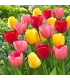 Darwin-Hybrid-Tulpenmischung – 7 Blumenzwiebeln