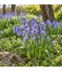 BIO Spanisches Hasenglöckchen Blau – 7 Blumenzwiebeln