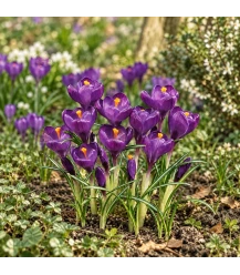 Krokus Flower Record - 10 Stück (Bio Blumenzwiebeln)