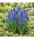 BIO Blauwe druifjes - 10 bloembollen