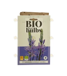 Camassia Leichtlinii Caerulea 2 Stück (Bio Blumenzwiebeln)