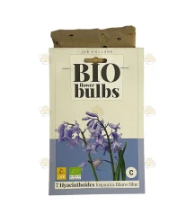 Hyazinthen Spanisch blau 7 Stück - Bio Blumenzwiebeln