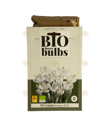 Krokus Jeanne d'Arc 10 Stück - Bio Blumenzwiebeln