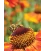 Postkarte von Honigbiene auf Sonnenblume