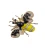 Bienenbrosche gelb-schwarz